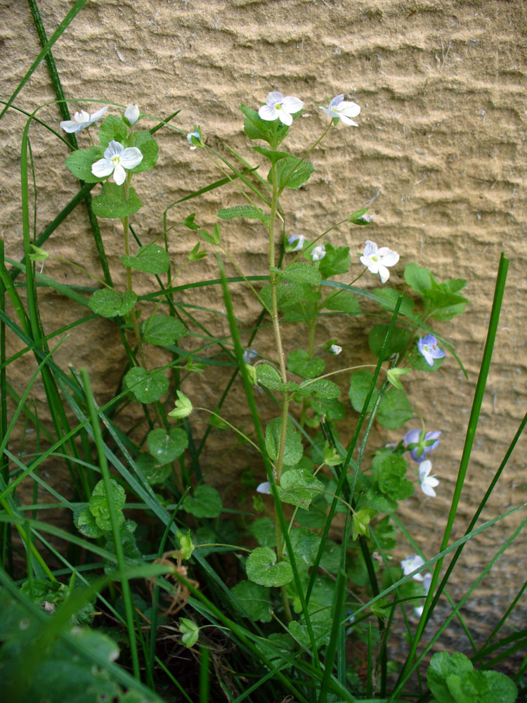 Изображение особи Veronica filiformis.