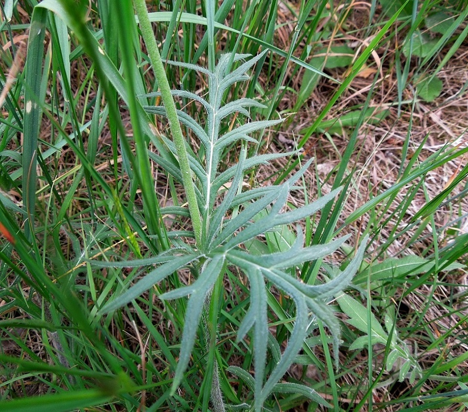 Image of Knautia arvensis specimen.