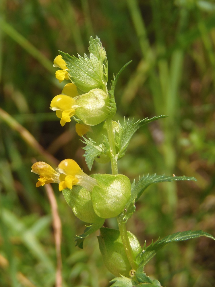 Изображение особи Rhinanthus minor.