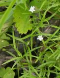 Stellaria longifolia. Цветущее растение. Ленинградская обл., Тосненский р-н, ст. Рябово, еловый лес. 14.07.2009.