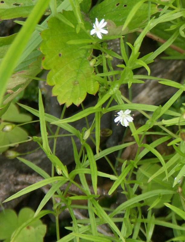 Image of Stellaria longifolia specimen.