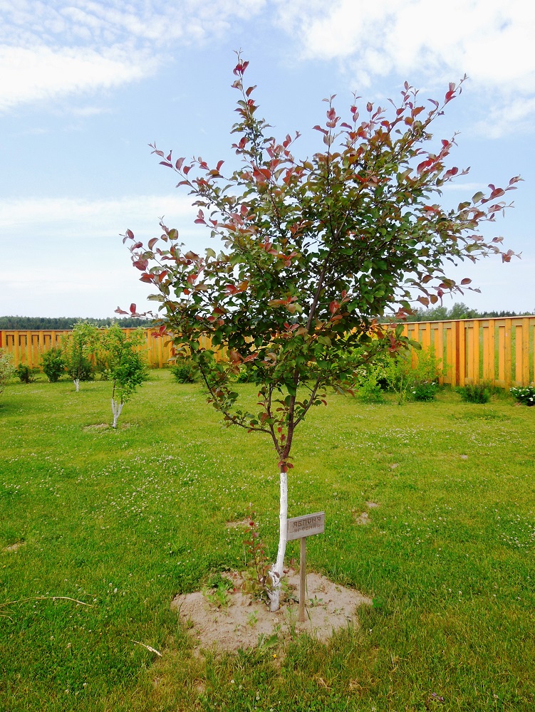 Image of genus Malus specimen.