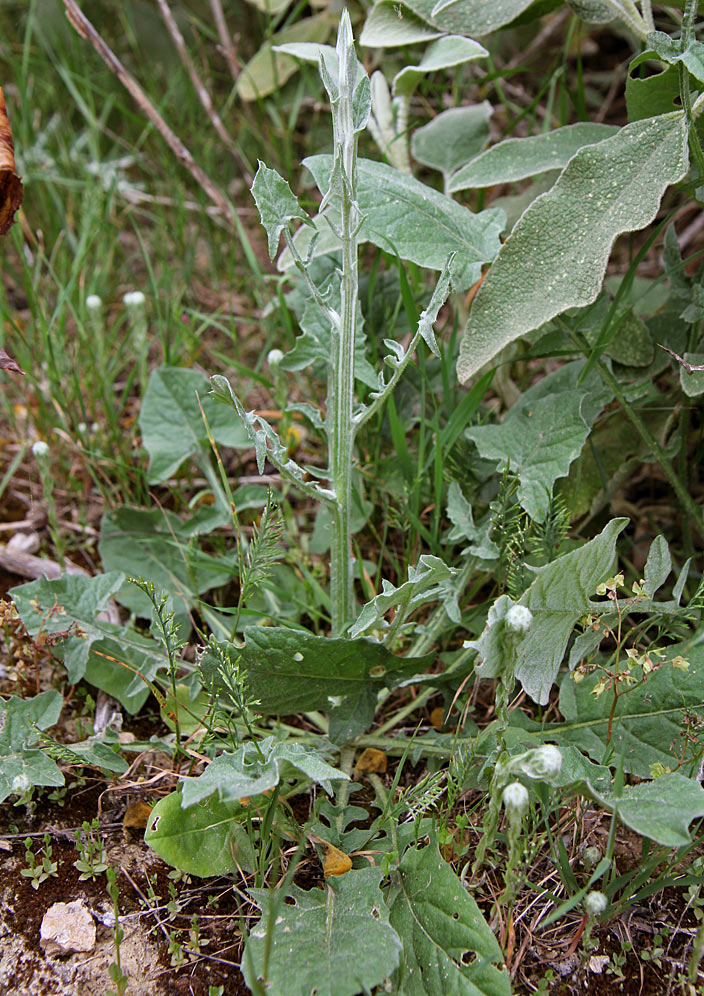 Image of Centaurea solstitialis specimen.
