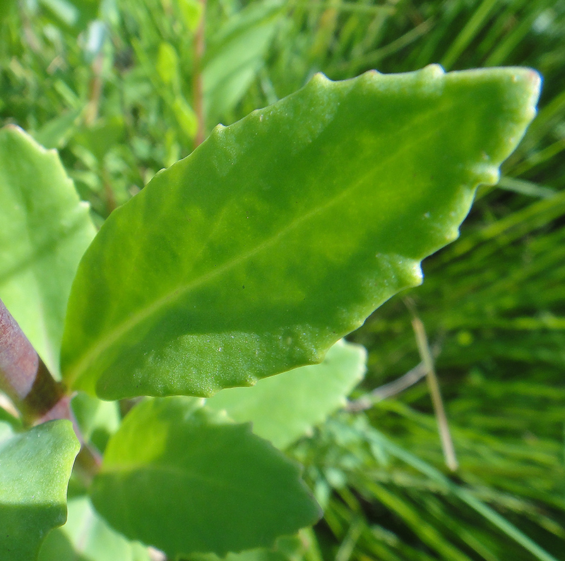 Image of Hylotelephium pallescens specimen.