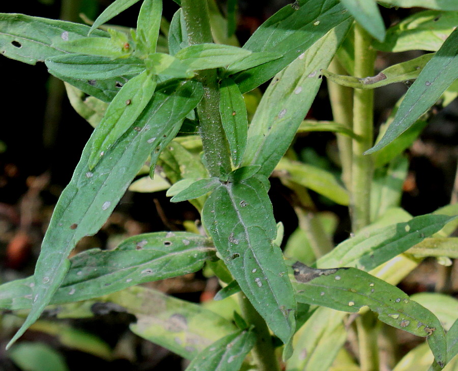 Изображение особи Lithospermum officinale.