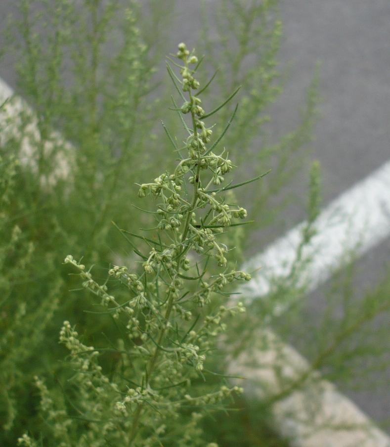 Image of genus Artemisia specimen.