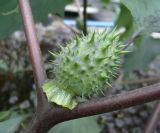 Datura stramonium