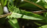 Stokesia laevis. Лист. Германия, г. Дюссельдорф, Ботанический сад университета. 03.07.2014.