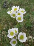 Anemonastrum crinitum. Верхушки цветущих растений. Восточный Казахстан, Южный Алтай, хр. Сарымсакты, пер. Бурхат, ≈ 2200 м н.у.м. 3 июля 2012 г.