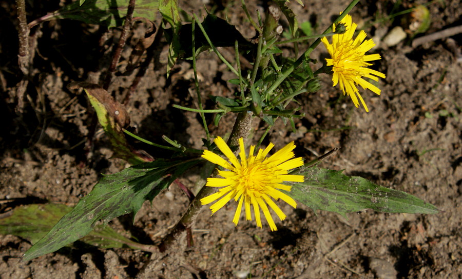 Изображение особи род Hieracium.