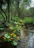 Caltha palustris