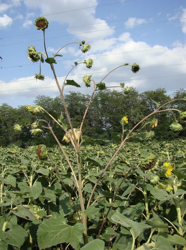 Изображение особи Helianthus lenticularis.