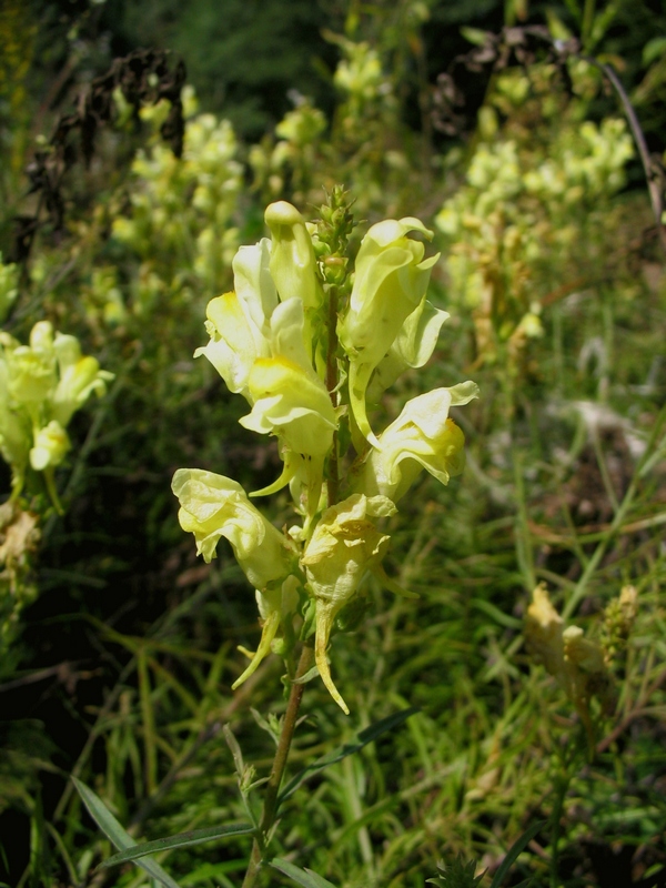 Image of Linaria vulgaris specimen.