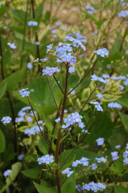 Изображение особи Brunnera macrophylla.