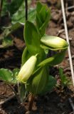 Polygonatum humile