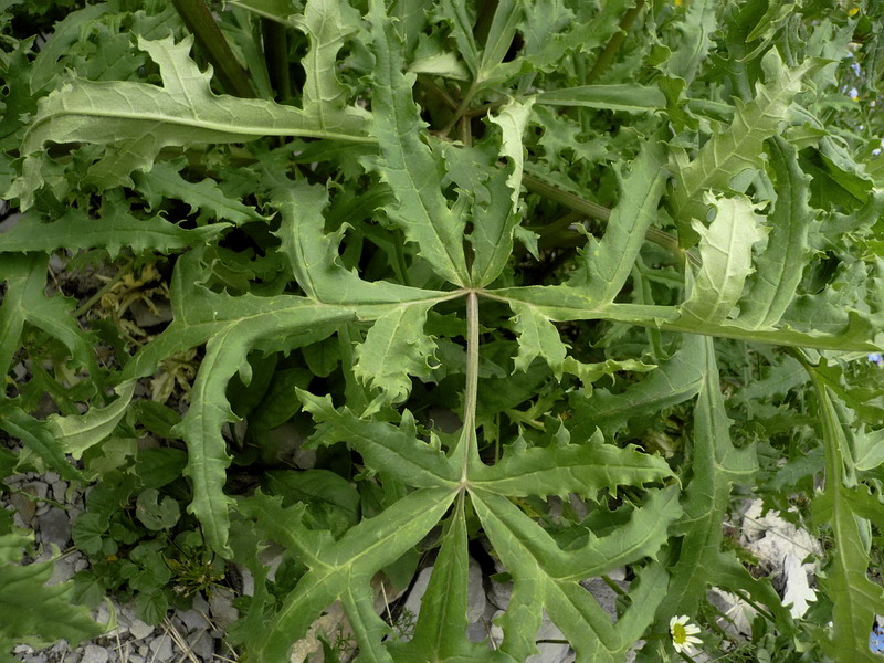 Image of Heracleum freynianum specimen.