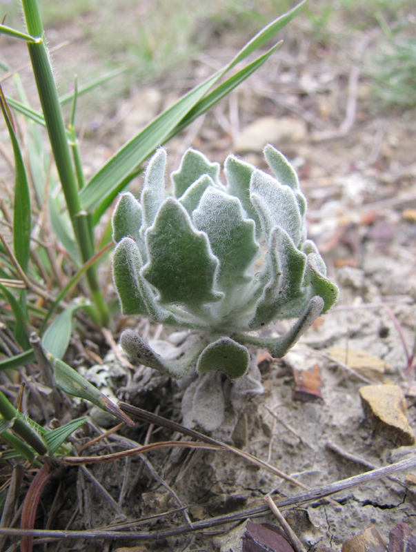 Изображение особи Matthiola odoratissima.