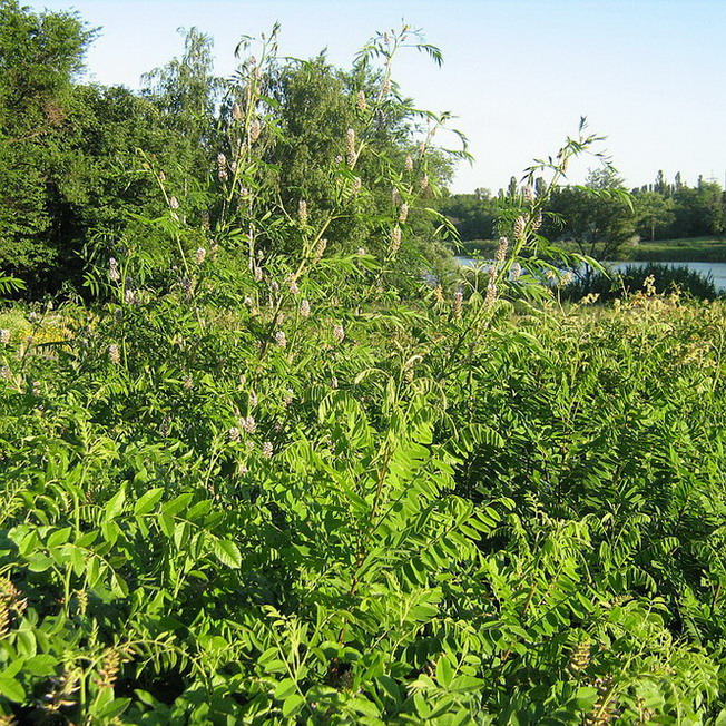 Изображение особи Glycyrrhiza echinata.