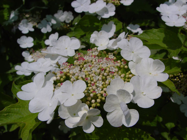 Изображение особи Viburnum opulus.