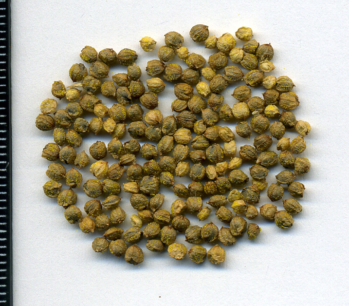 Image of Humulus lupulus specimen.
