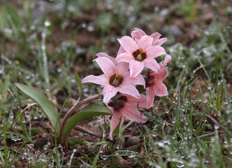 Изображение особи Rhinopetalum stenantherum.