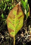 Alisma plantago-aquatica