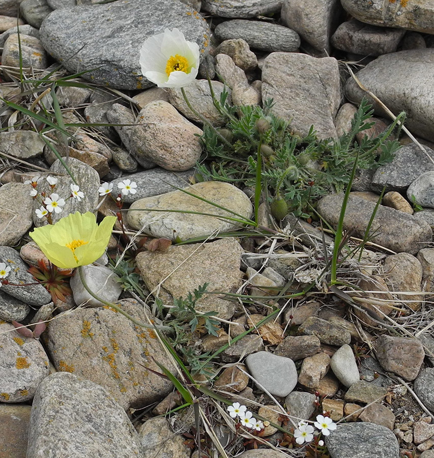 Изображение особи Papaver olchonense.