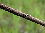 Phleum pratense