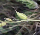 Oxytropis ammophila. Незрелый плод. Хакасия, окр. с. Аршаново, степь на песках. 28.05.2015.