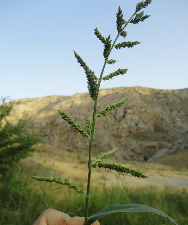 Изображение особи род Echinochloa.