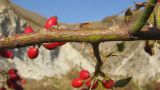 Rosa corymbifera