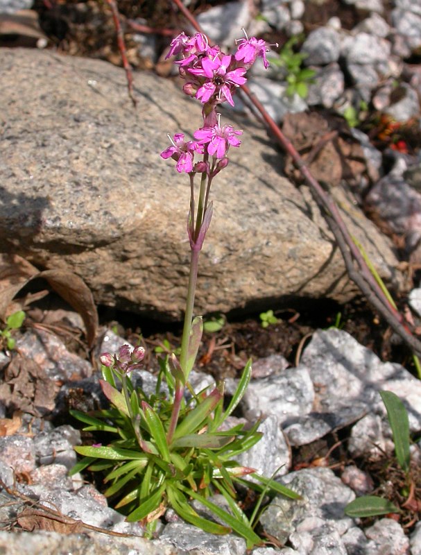 Изображение особи Viscaria alpina.