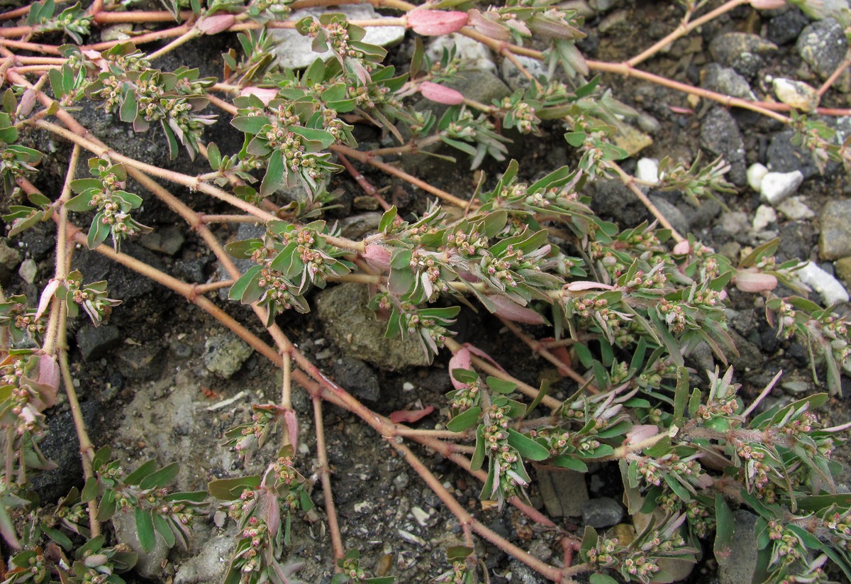 Image of Euphorbia maculata specimen.