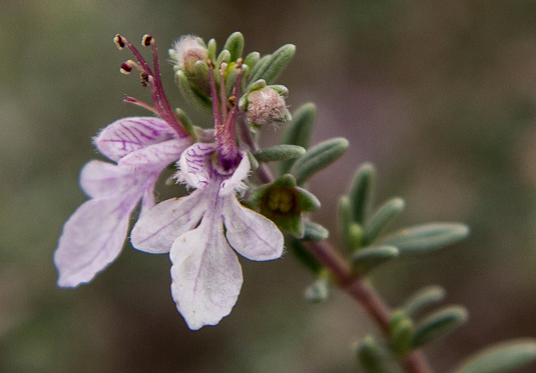 Image of Teucrium brevifolium specimen.