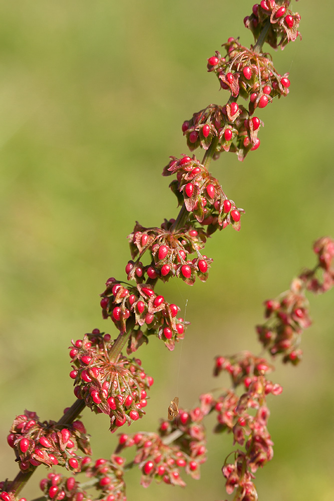 Image of Rumex sylvestris specimen.