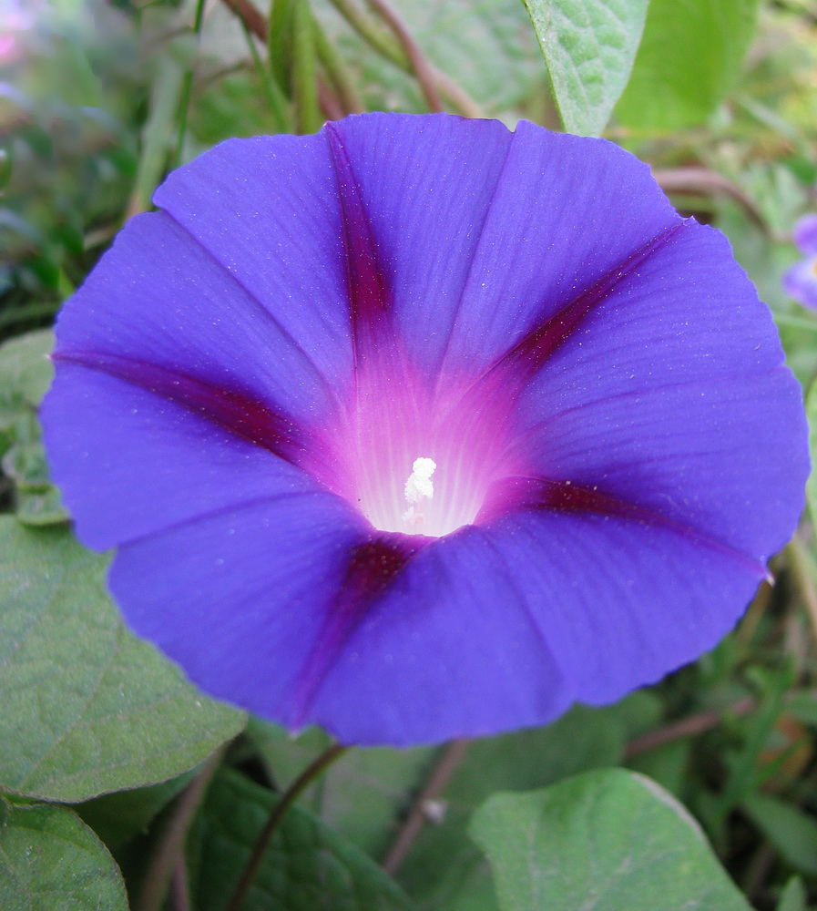 Image of Ipomoea purpurea specimen.