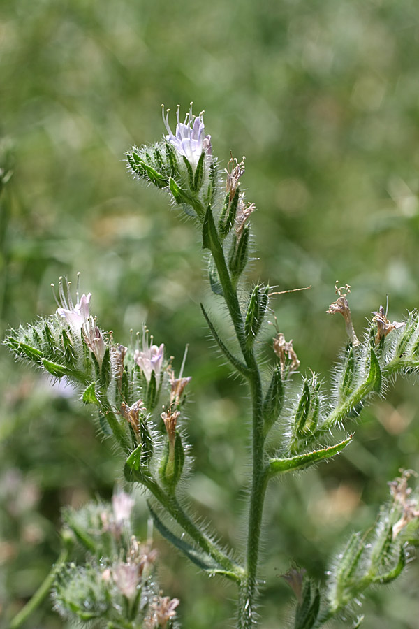 Image of Echium biebersteinii specimen.