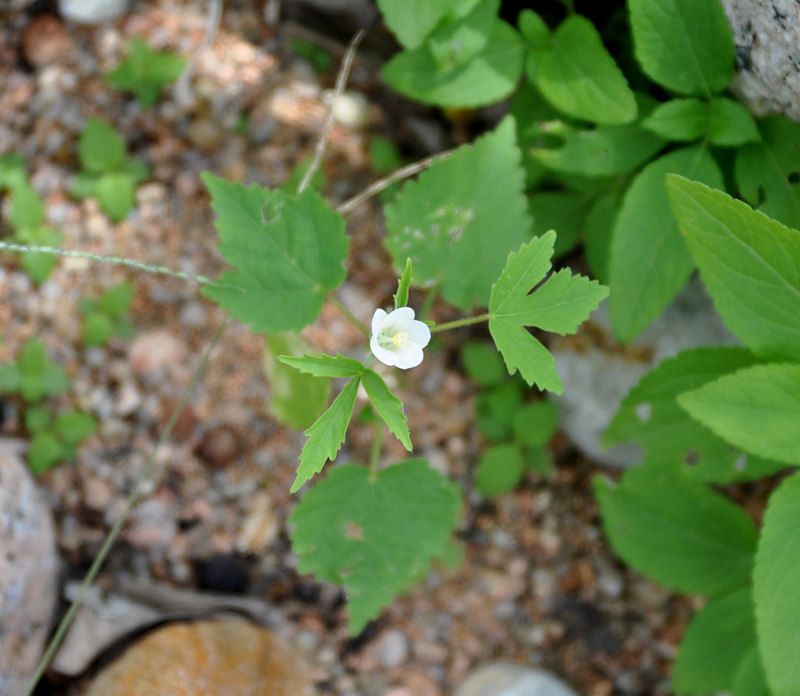 Image of Hibiscus lobatus specimen.