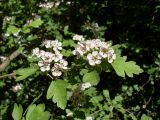 род Crataegus