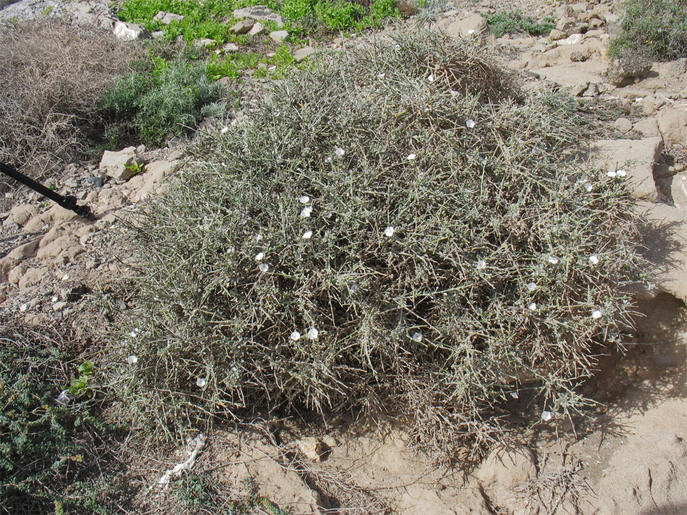 Image of Convolvulus caput-medusae specimen.