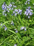 Hyacinthoides &times; massartiana