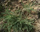 Astragalus larvatus