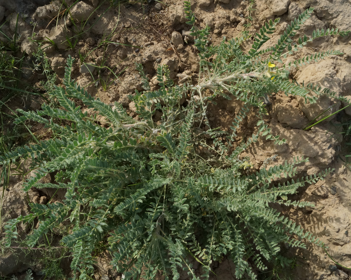 Image of Astragalus lanuginosus specimen.