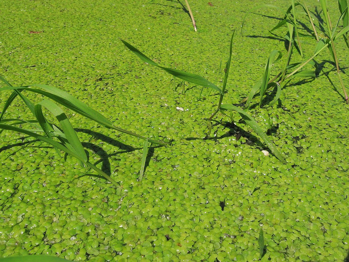 Image of Lemna minor specimen.