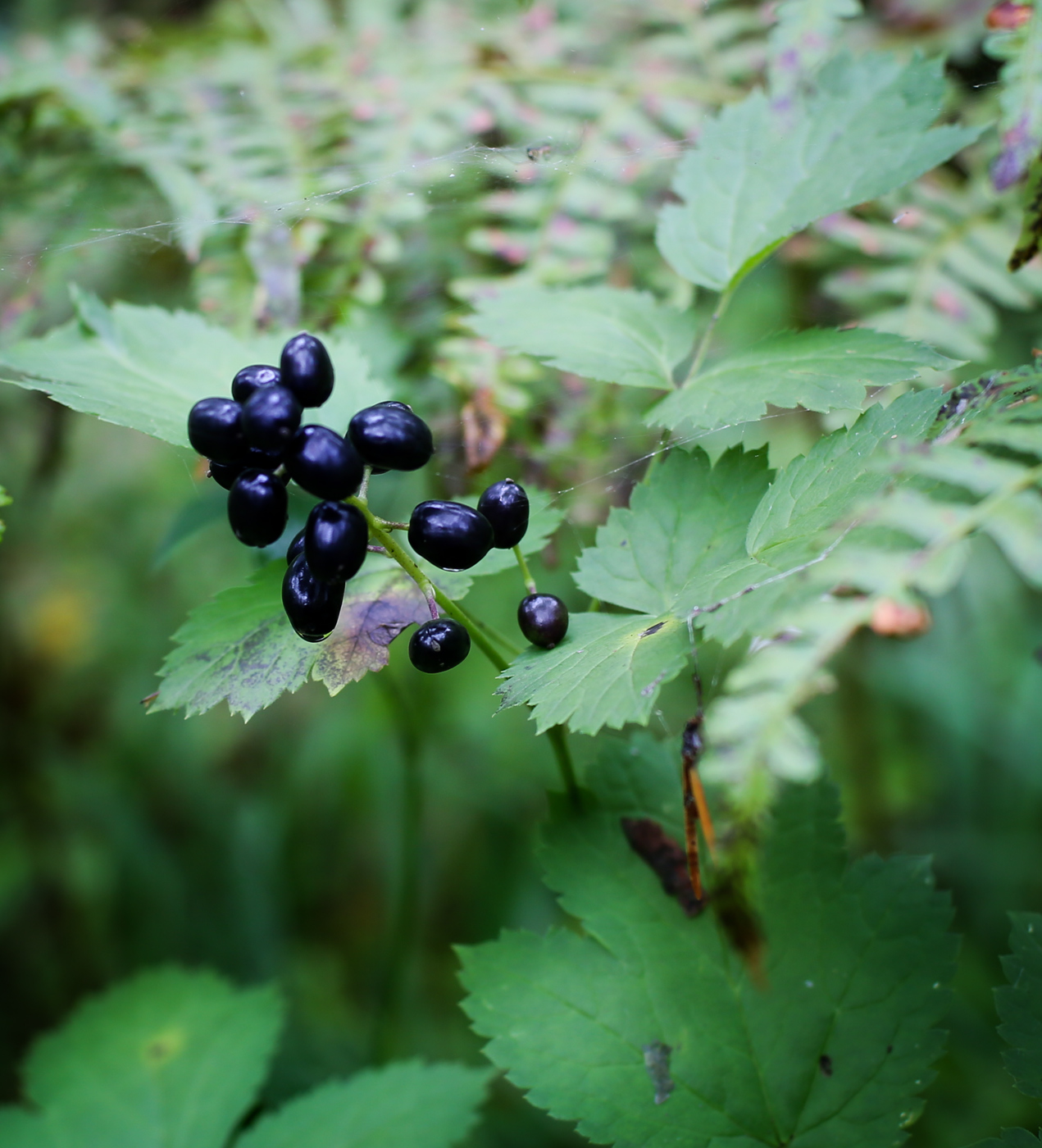 Image of Actaea spicata specimen.