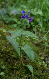 Pulmonaria mollis