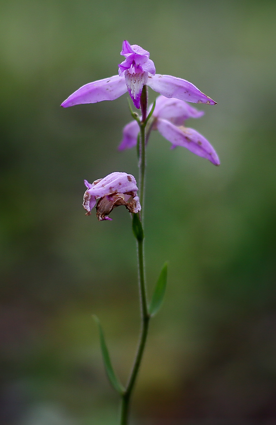 Изображение особи Cephalanthera rubra.