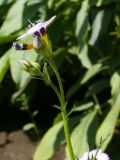 Gilia tricolor. Верхушка цветущего растения. Восточно-Казахстанская обл., Усть-Каменогорск, в культуре. 27.08.2009.