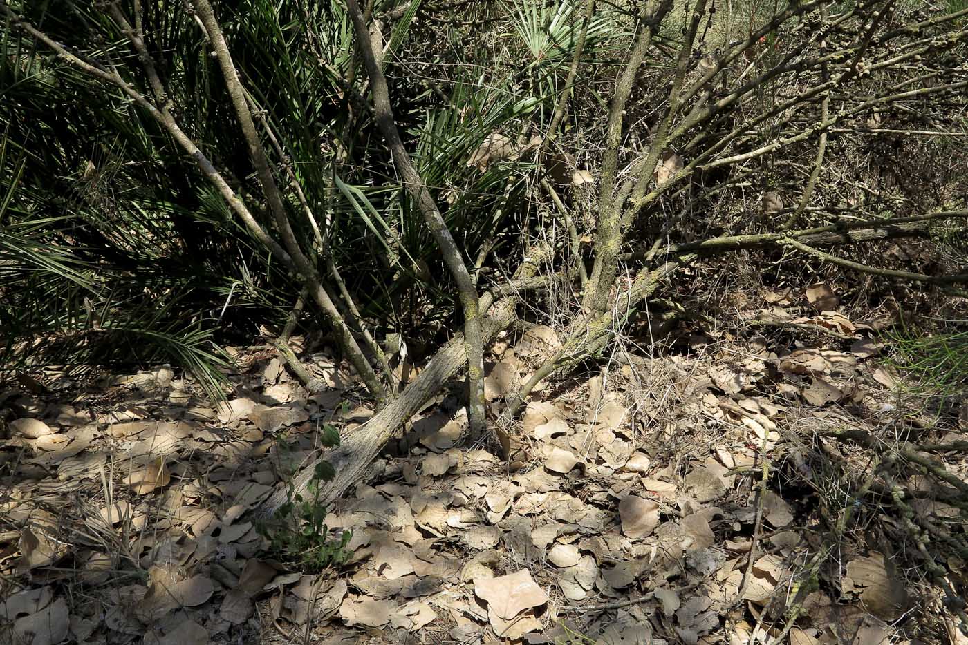 Image of Calothamnus gilesii specimen.