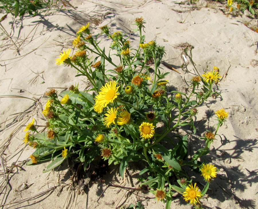 Image of Inula caspica specimen.